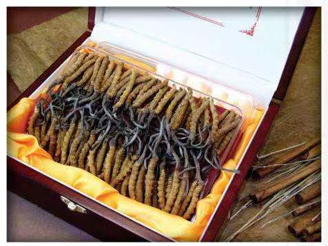 永靖冬虫夏草回收